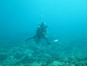 diving board，diving cat下载