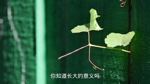 成长的意义和价值，万般经历,皆是成长的意思