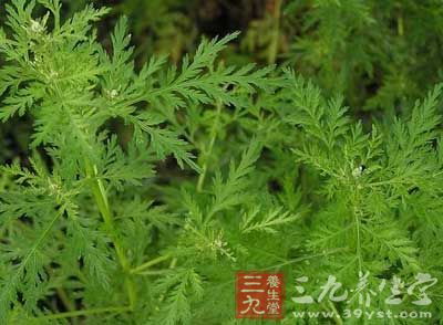 蒿怎么读