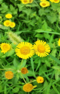 野花造句二年级