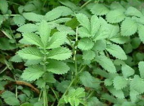 龙芽草功效主治，龙芽草什么科