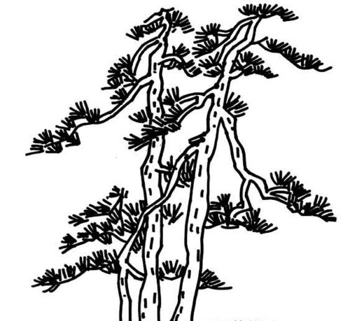 如何画松树