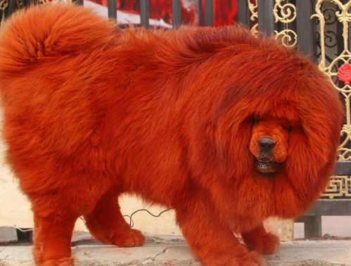 纯红藏獒长什么样，纯红藏獒是什么狗