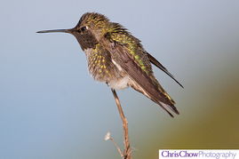 hummingbird是什么意思，hummingbird歌曲