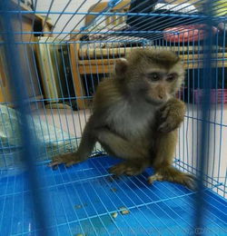 宠物猴子可以家养吗?