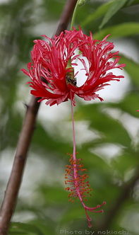 龙花树图片，龙花蛇