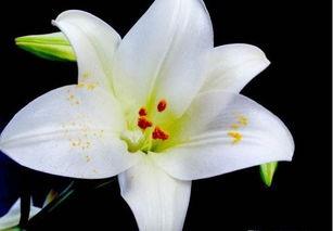 百合花的形状是什么样的?