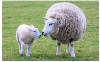 sheep复数是什么?
