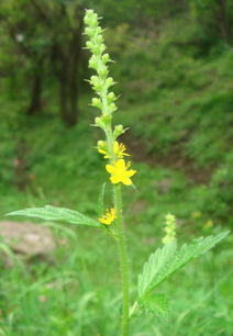 龙芽草是什么东西?