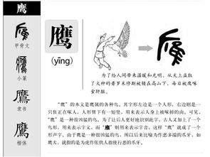 鹰字可以组词什么