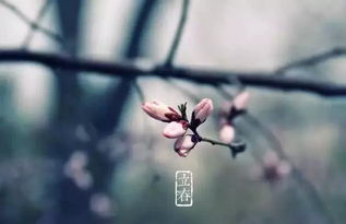 寒武纪股吧，寒井锁清秋