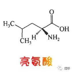 亮氨酸的作用与功效，亮氨酸溶解度