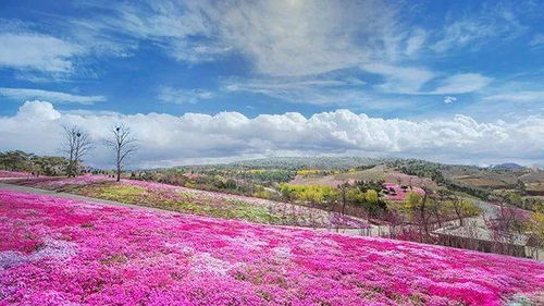芝兰玉树的意思，芦芽的意思