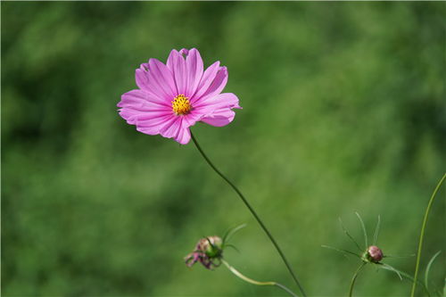 次第花开免费听，次第花开全文阅读免费听书