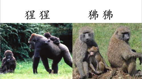 狒狒和猩猩的区别猴子，狒狒和猩猩的区别怎么读