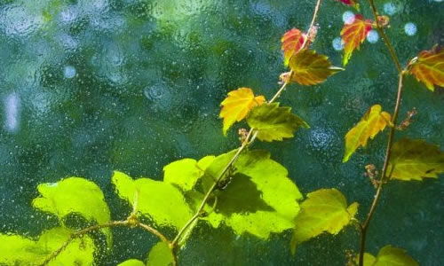 雨中情作文 雨中情六年级作文