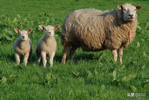 sheep复数加s还是es，sheep复数形式是什么样的