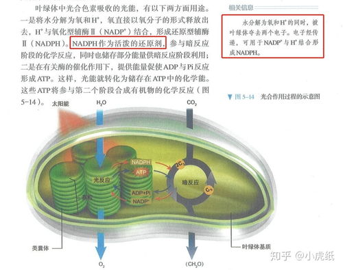 nadph在光合作用中的作用，nadph+h+怎么读