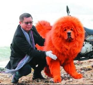 纯红藏獒的介绍