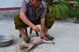 骟是什么意思
