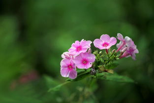 古画上的母亲花萱花是一种什么花?