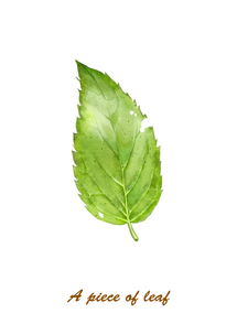botany和phytology的区别