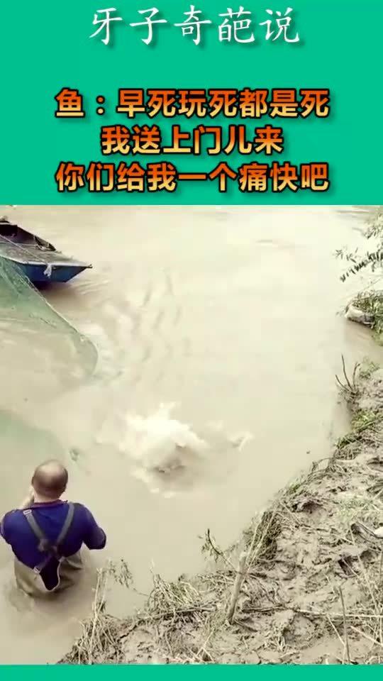 自投罗网是什么意思