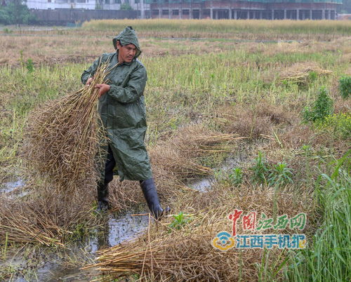 武宁天气预报'