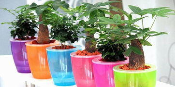 塑料瓶制作水培花盆