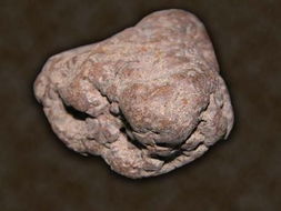 岩石中看到的一些古代生物的排泄物也能叫化石吗?