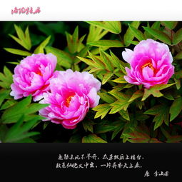 名花倾国两相欢全诗