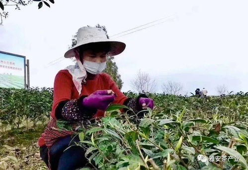摘茶叶有什么技巧