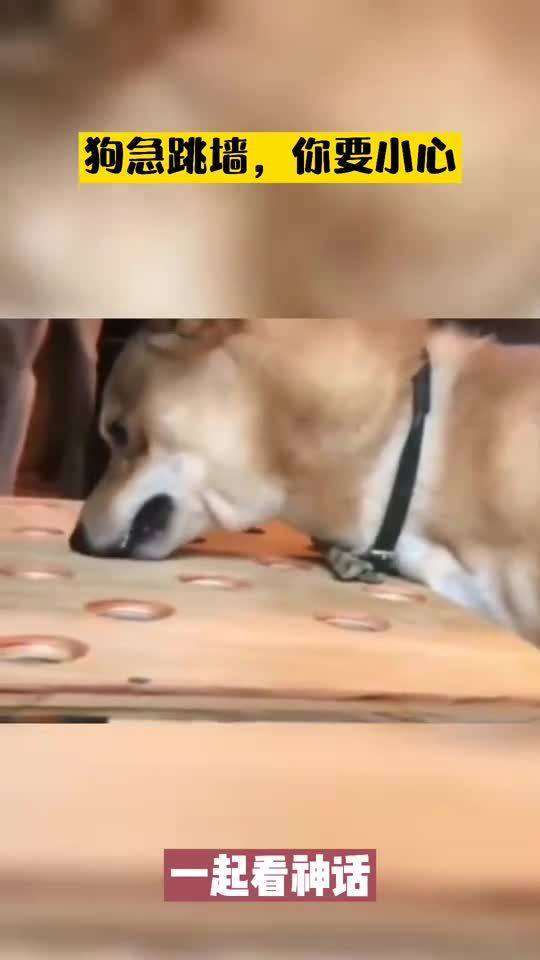 狗急跳墙是什么意思