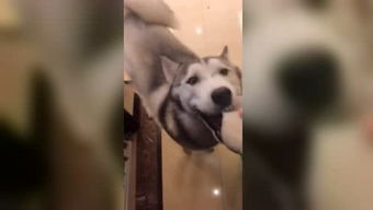 说一个人很拽是什么意思?