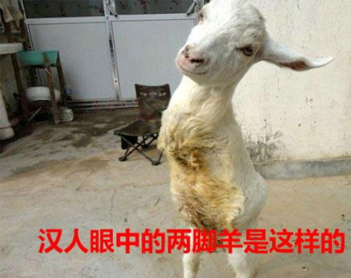 二脚羊是什么