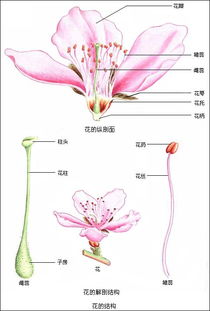 花有哪些结构