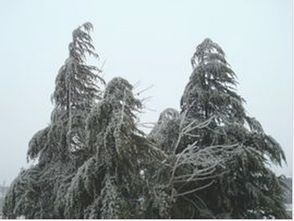 寒松雪暖，寒松赋全文翻译