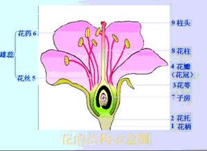花结构模式图，凤仙花结构