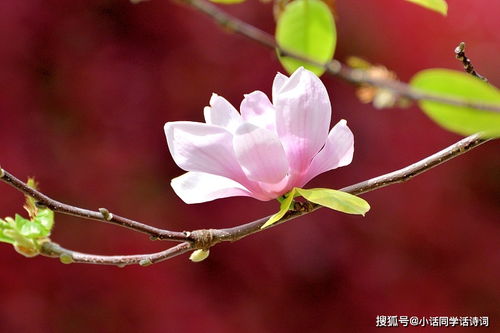 木兰花古诗