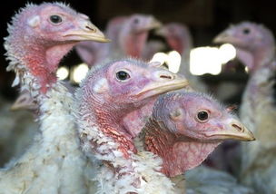 h5n2b1f donmmmz，h5n2008 pdf