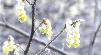 描写桃花雪的诗句有哪些