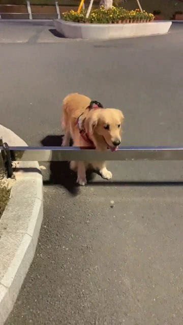 狗急加速官网，狗急先锋牛马到是指什么生肖