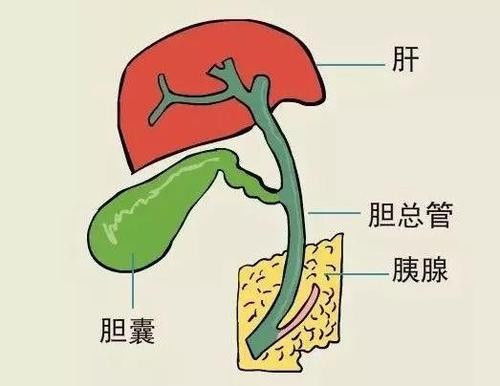 胆的组词组，理的组词