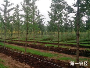 林下参和野山参的区别，林下山参价格多少钱一根