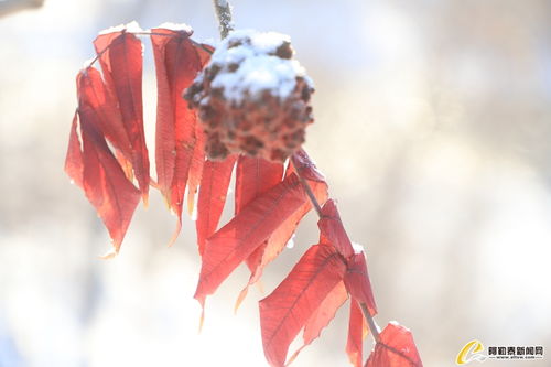 霜叶红于二月花什么意思?
