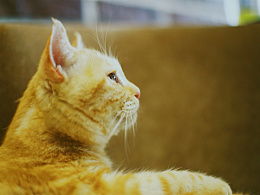 猫冬小说，猫冬小说讲的什么