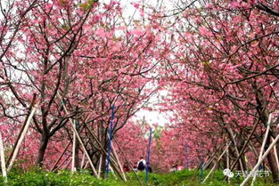 从化樱花园，从化樱花悠乐园门票多少钱
