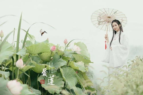 文言文爱莲说注释翻译原文