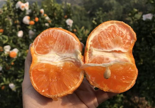 蜜香是什么香?
