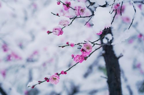 琉璃世界白雪红梅脂粉香娃割腥啖膻的意思是什么?